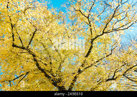 Hêtres jaune jaune vif en couleurs d'automne Banque D'Images