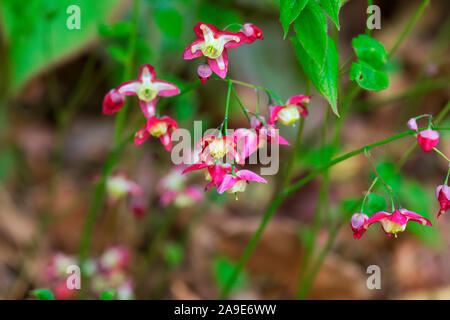 Epimedium x rubrum AGM Banque D'Images