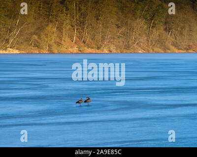 L'Europe, en Allemagne, en Hesse, le parc national de Vöhl, Förster, oies du Nil (Alopochen aegyptiaca) sur le lac glacé Edersee Banque D'Images