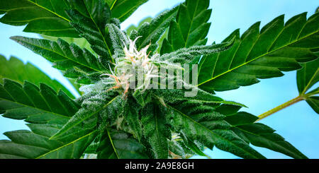 D'une plante de cannabis Bud, une vue panoramique tourné juste avant la récolte, avec des stigmates jaune et blanc sur les feuilles, les trichomes une macro closeup Banque D'Images