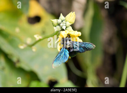 Violet abeille charpentière Xylocopa, latipes, Ubon Ratchanthani, Isaan, Thaïlande Banque D'Images