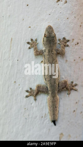 Le gecko à queue plate house, Hemidactylus platyurus, Ubon Ratchanthani, Isaan, Thaïlande Banque D'Images