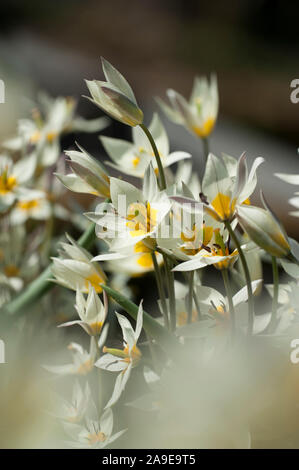 Tulipa turkestanica, Gnomen-Tulpe turcestan,tulip Banque D'Images