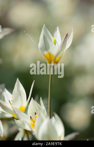 Tulipa turkestanica, Gnomen-Tulpe turcestan,tulip Banque D'Images