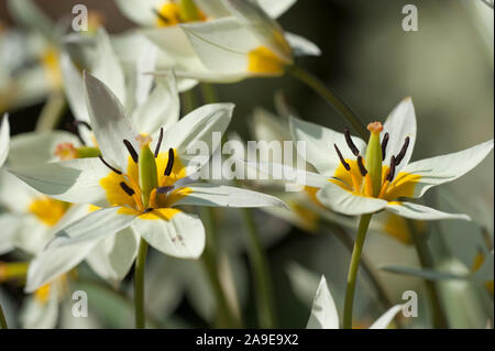 Tulipa turkestanica, Gnomen-Tulpe turcestan,tulip Banque D'Images