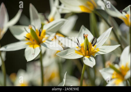 Tulipa turkestanica, Gnomen-Tulpe turcestan,tulip Banque D'Images