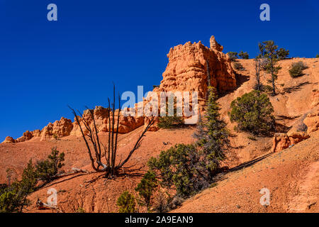 Les USA, Utah, Garfield Comté, Dixie National Forest, Panguitch, Red canyon, Red Canyon Trail Banque D'Images