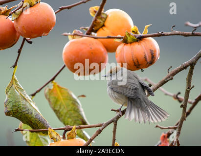 Eurasian blackcap dans l'attitude défensive avec quelques kakis Banque D'Images