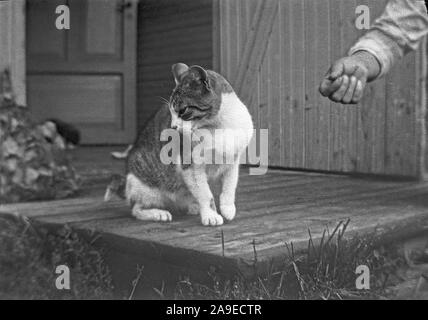 Chat assis dehors sur une journée ensoleillée ca. 1920 Banque D'Images