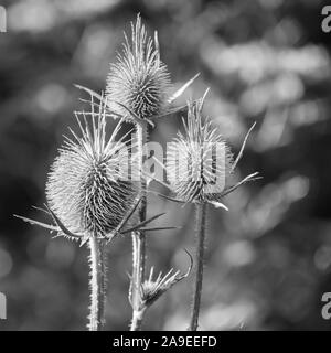Seedheads fullers de cardère, photo en noir et blanc avec une mise au point sélective. Les fleurs sèches de Dipsacus fullonum, Dipsacus sylvestris, est une espèce de fleur Banque D'Images