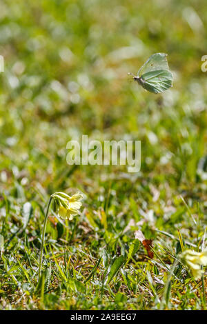 Le printemps venu, avec toutes ses couleurs, fleurs et papillons, Brimstone Butterfly (Gonepteryx rhamni,), Banque D'Images
