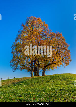 Grandes feuilles de tilleul, Tilia platyphyllos, les feuilles d'automne, Diessen, Haute-Bavière, Bavaria, Germany, Europe Banque D'Images