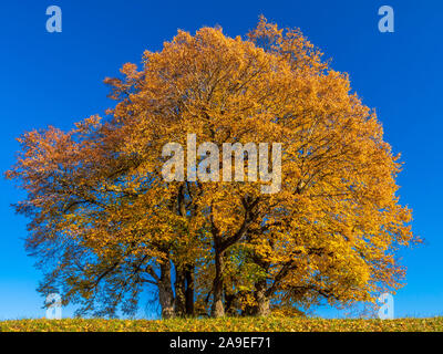 Grandes feuilles de tilleul, Tilia platyphyllos, les feuilles d'automne, Diessen, Haute-Bavière, Bavaria, Germany, Europe Banque D'Images