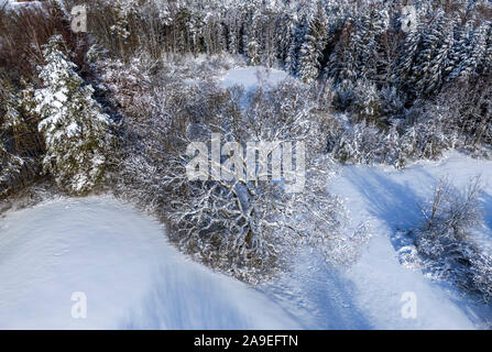 Paysage d'hiver avec des arbres couverts de neige, Jenhausen, Upper Bavaria, Bavaria, Germany, Europe Banque D'Images