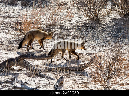 Une paire de Bat-eared Foxes de nourriture dans le sud de la savane africaine Banque D'Images