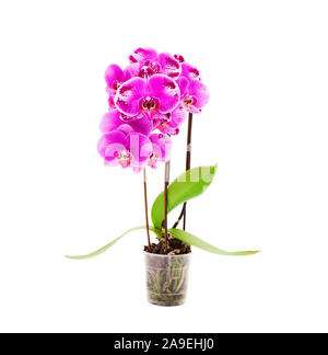 Plante orchidée Banque D'Images