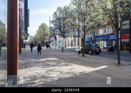 Chanticleer poirier (Pyrus calleryana 'Chanticleer), arbres en fleurs, Oxford Street, Londres W1 Banque D'Images