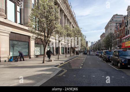 Chanticleer poirier (Pyrus calleryana 'Chanticleer), arbres en fleurs à l'extérieur de Selfridges, Oxford Street, Londres W1 Banque D'Images