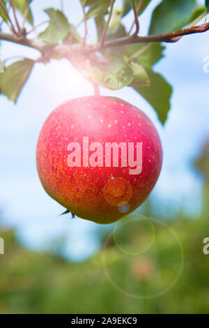 Red Apple à l'arbre Banque D'Images