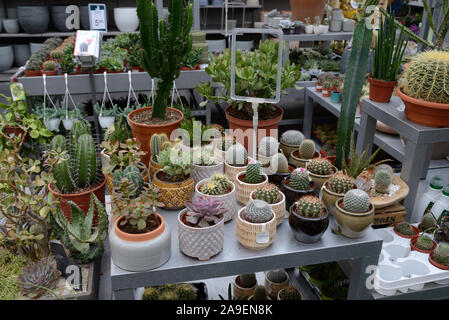 Collection ou l'exposition de cactus Cactii ou en pots en porcelaine à vendre au Centre de jardin, Boutique ou magasin Banque D'Images