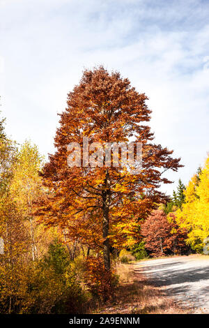 arbres d’automne Banque D'Images