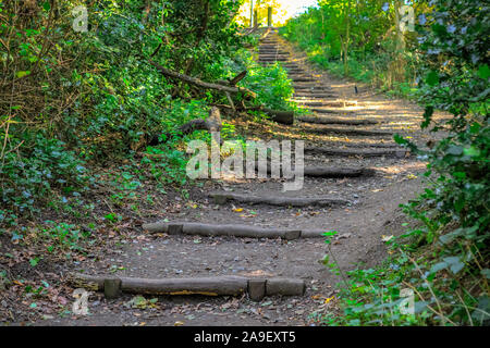 Marches de bois sur un sentier à Hampstead Heath, London, UK Banque D'Images