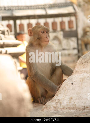 Les singes à Swambhunath Temple, Katmandou, Népal Banque D'Images