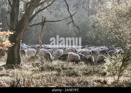 Grand groupe de blancs et gris cornu allemand près de heath Wilsede, Lunebourg Banque D'Images