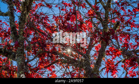 Couleur d'automne de l'érable rouge, vue de dessous l'érable avec l'ombre du soleil Effets starburst Banque D'Images