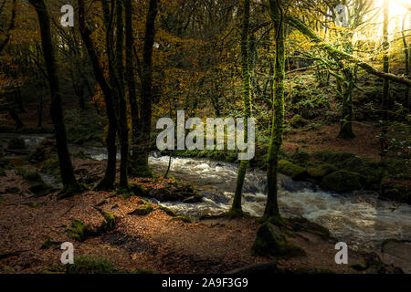 Golitha Falls, fleuve Fowey à dans un Draynes automnales forêts anciennes à Cornwall. Banque D'Images