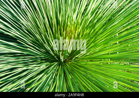 Feuilles piquantes longue de Xanthorrhoea plante. Xanthorrhoea est endémique à l'Australie Banque D'Images