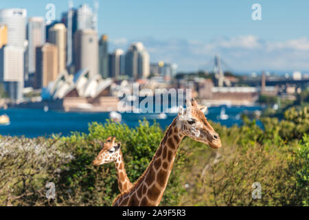 Sydney, Australie - le 23 juillet 2016 : paire de girafes posant contre Sydney CBD avec établissement emblématique de l'Opéra de Sydney sur l'arrière-plan Banque D'Images