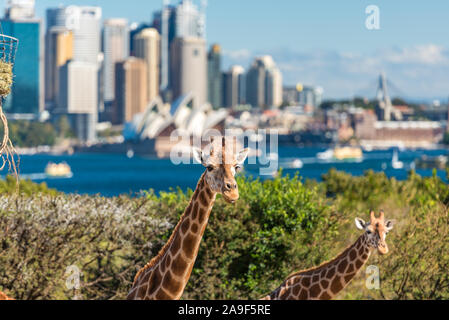 Sydney, Australie - le 23 juillet 2016 : paire de girafes posant contre Sydney CBD avec établissement emblématique de l'Opéra de Sydney sur l'arrière-plan Banque D'Images