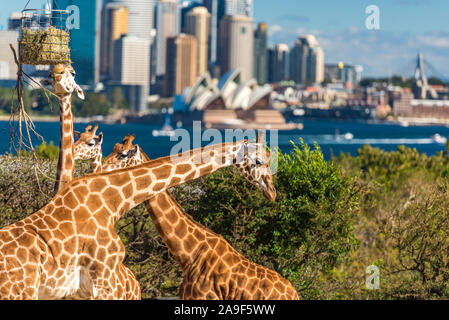 Sydney, Australie - le 23 juillet 2016 : Adorable girafes contre l'emblématique de la vue de l'Opéra de Sydney et Sydney CBD. Zoo de Taronga Banque D'Images