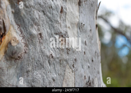 La texture de l'écorce d'Eucalyptus. Tronc de l'arbre de près. Résumé fond nature Banque D'Images