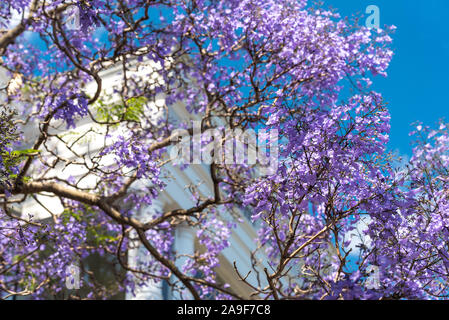 Jacarandas en fleurs avec l'arrière-plan urbain. Le printemps à Sydney, Australie Banque D'Images