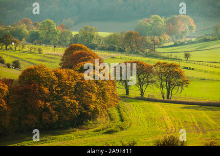 Après-midi d'automne dans le parc national des South Downs, West Sussex, Angleterre. Banque D'Images