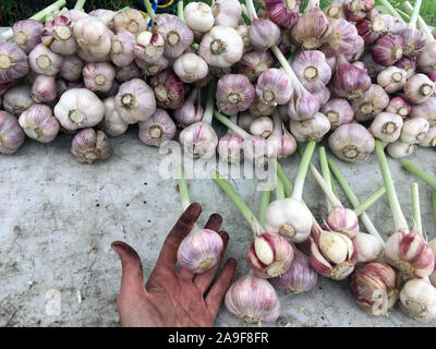Une agricultrice la préparation de l'ail frais pour le marché agricole. Les farmer's main tenant une tige de l'ail. Banque D'Images