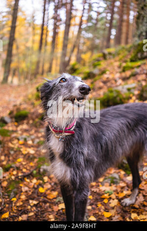 Portrait d'un noir et blanc dans un Greyhound Birch Grove à l'automne Banque D'Images