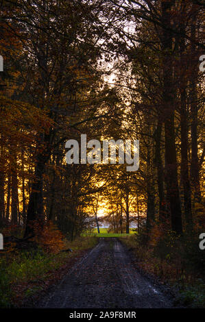 Sortir de forêt d'automne au coucher du soleil la lumière. De grands arbres debout à côté de sentier en forêt d'automne Banque D'Images