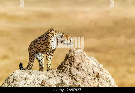 Le guépard chasse dans le Parc National de Masai Mara, Kenya Banque D'Images