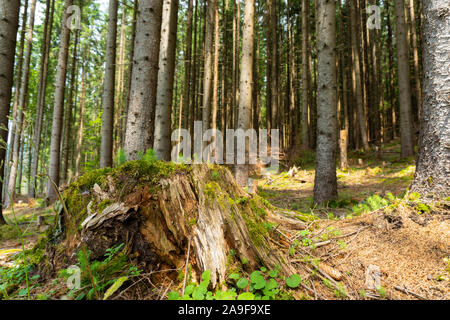 La nature sauvage dans la forêt de pins en été Banque D'Images