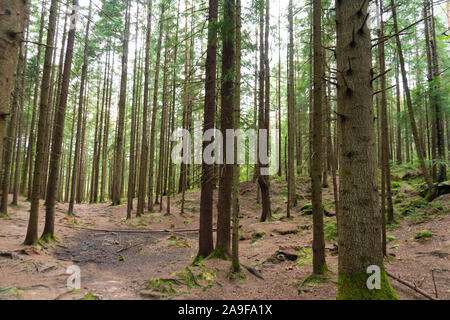 Vieille forêt de pins sauvages d'été en été Banque D'Images