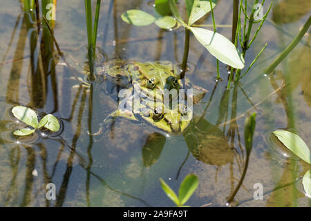 Deux grenouilles de l'étang avec l'accouplement, Close up, Pelophylax esculentus Banque D'Images