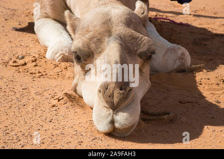 Le dromadaire à partir de l'avant, la tête se trouve dans le sable, Close up, Erg Chebbi, Maroc Banque D'Images