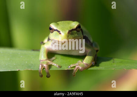 Feuillage européenne grenouille, jeune animal, assis sur des feuilles, Hyla arborea Banque D'Images