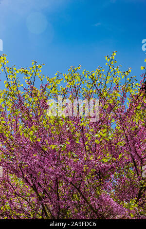 Arbre de Judée rose plein d'oranger au printemps Banque D'Images