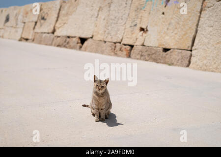 Un chat errant assis sur un chemin bétonné à côté d'un mur de pierre sur une journée ensoleillée. Banque D'Images