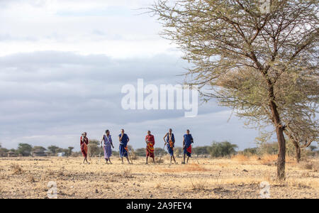 Arusha, Tanzanie, le 7 septembre 2019 : les guerriers massaïs marchant dans une savane Banque D'Images