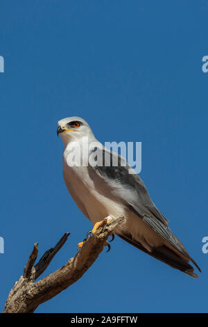 Black-shouldered (black-winged) kite (Elanus caeruleus), Kgalagadi transfrontier Park, Afrique du Sud Banque D'Images